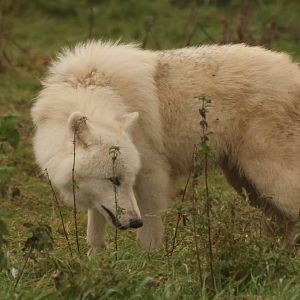 Arctic Wolf