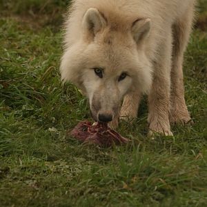 Arctic Wolf Rom