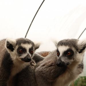 Ring Tailed Lemur