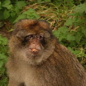 Barbary Macaque Adel