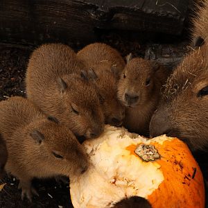 Capybara Family