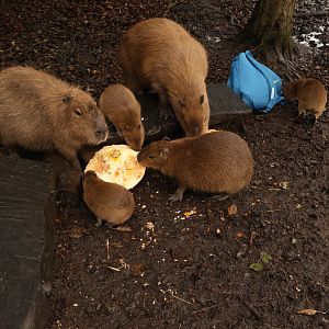 Capys eating Pumpkin