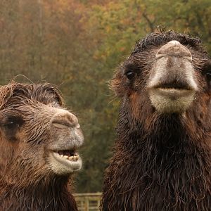 Arthur and Audrey the Camels