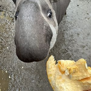 The look of I would do anything for Pumpkin from Teddy the Tapir.