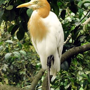 Cattle egret