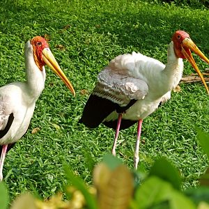 Painted storks