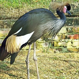 Black crowned crane