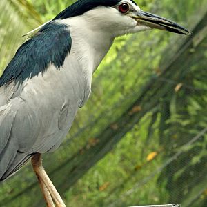 Black-crowned night heron