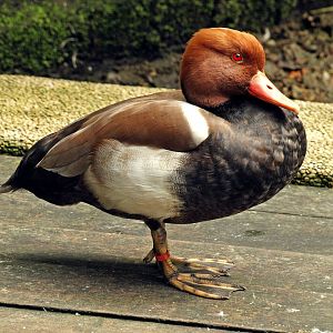Red-crested pochard