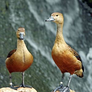 Lesser Whistling duck