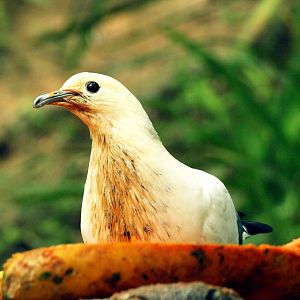 Pied Imperial pigeon