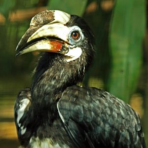 Southern Pied hornbill