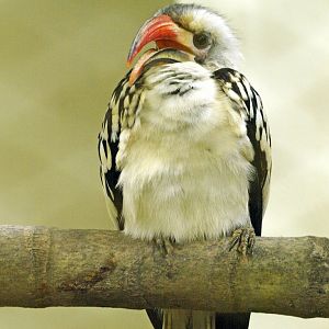 Northern Red-billed hornbill