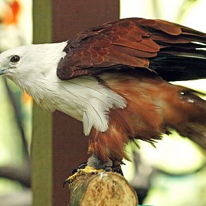 Brahminy kite