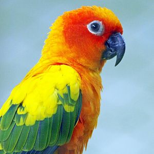 Sun conure