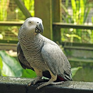 African grey parrot