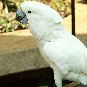 Great white cockatoo