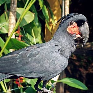 Palm cockatoo