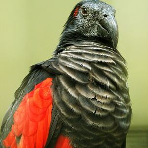 Pesquet's parrot