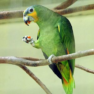 Blue-fronted Amazon