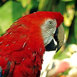 Scarlet macaw