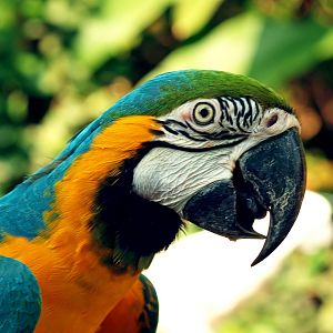 Blue and gold macaw