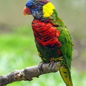 Rainbow lorikeet