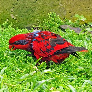 Blue-streaked lory