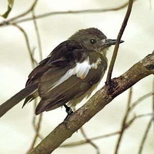 Oriental Magpie robin