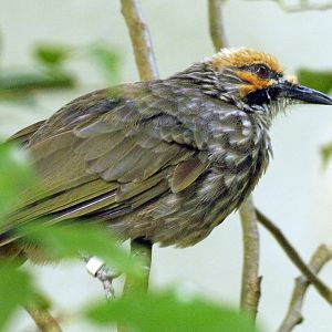 Straw-headed bulbul