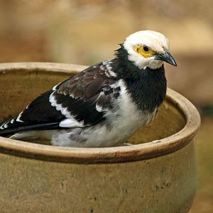 Black-collared myna
