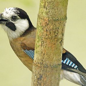 Eurasian jay