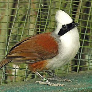 White-crested Laughing thrush