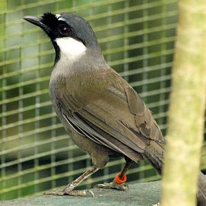 Black-throated Laughing thrush
