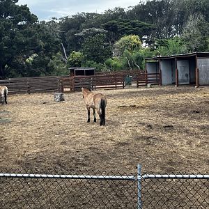 Przewalski horses