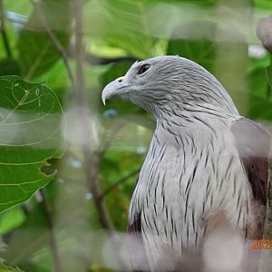 Brahminy Kite (Haliastur indus)