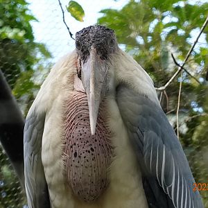 Marabou Stork (Leptoptilos crumenifer)