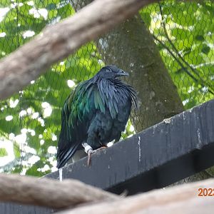 Nicobar Pigeon (Caloenas nicobarica)