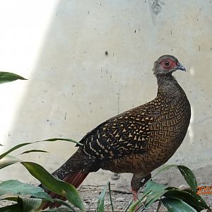 Swinhoe's Pheasant (Lophura swinhoii)