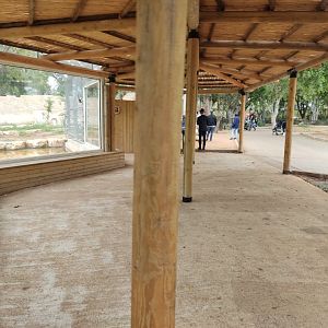 Syrian Brown Bear 1#