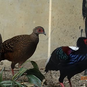 Swinhoe's Pheasant (Lophura swinhoii)