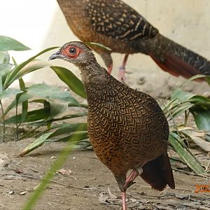 Swinhoe's Pheasant (Lophura swinhoii)