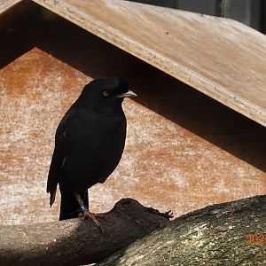 Created Myna (Acridotheres cristatellus formosanus)