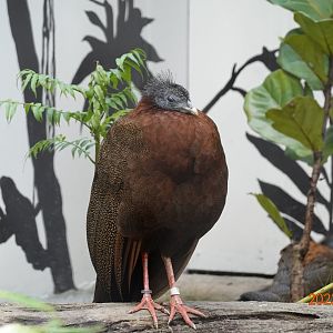 Malaysian Great Argus (Argusianus argus argus)