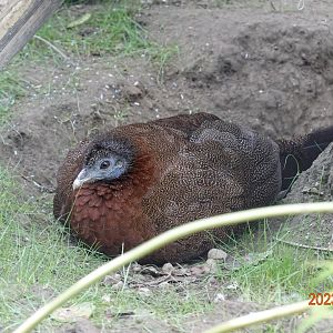 Malaysian Great Argus (Argusianus argus argus)