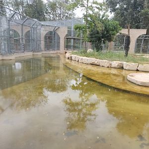 Syrian Brown Bear 2#