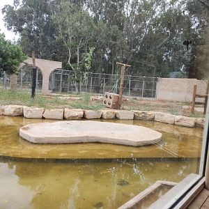 Syrian Brown Bear 3#