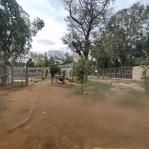 Syrian Brown Bear 4#