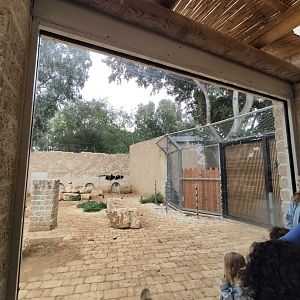 Syrian Brown Bear 5#