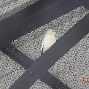 Bali Myna (Leucopsar rothschildi)